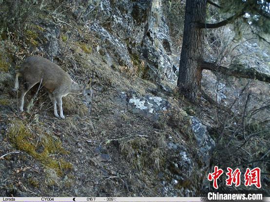 圖為相同位點(diǎn)記錄到的國家一級(jí)重點(diǎn)保護(hù)野生動(dòng)物—馬麝?！≈袊茖W(xué)院昆明動(dòng)物研究所提供