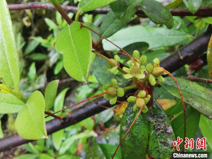 圖為折萼杜鵑果實(shí)圖?！≈锌圃豪ッ髦参镅芯克峁? oldsrc=