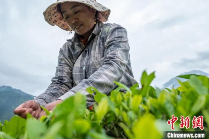 圖為墨脫縣背崩鄉(xiāng)門巴族民眾采摘茶葉。