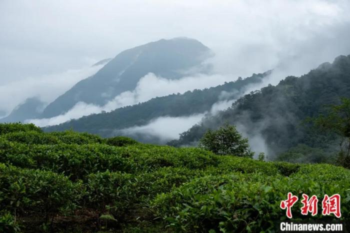 墨脫縣背崩鄉(xiāng)的高山茶場。