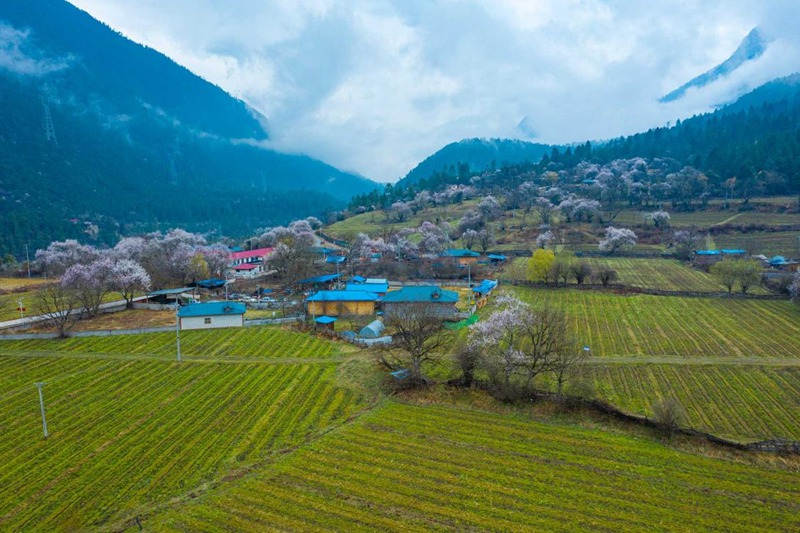 桃花村。 張靜攝