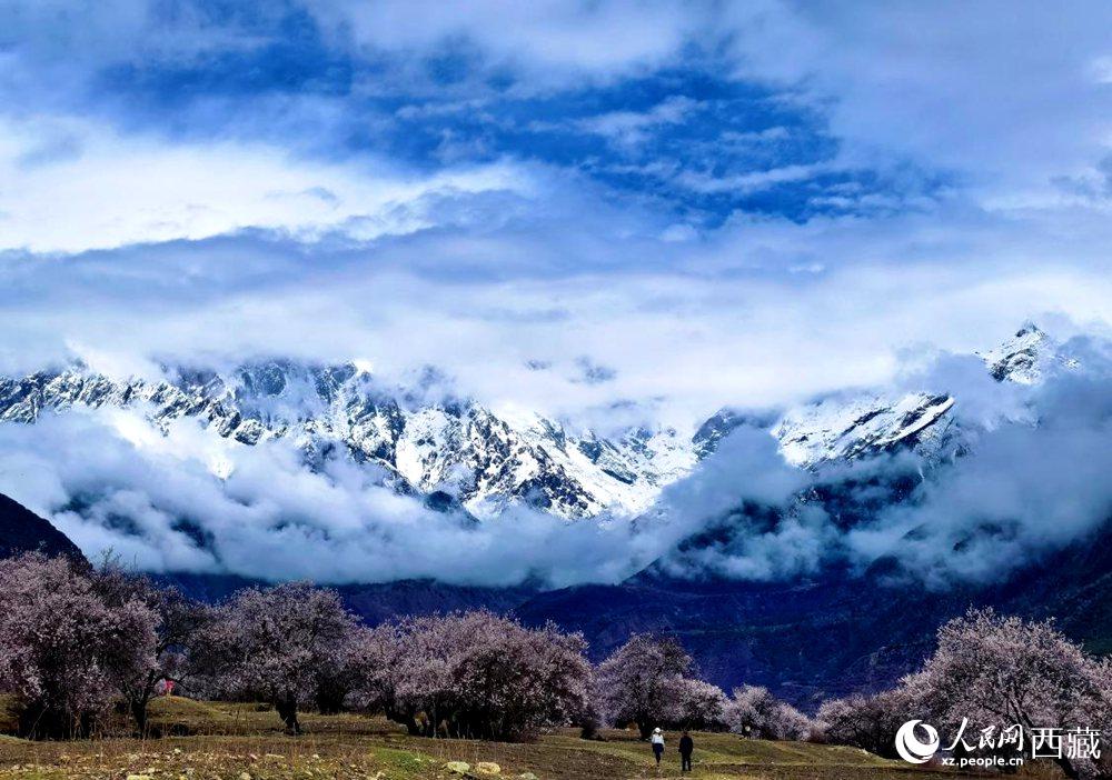 雪山下的桃花。人民網(wǎng) 李海霞攝