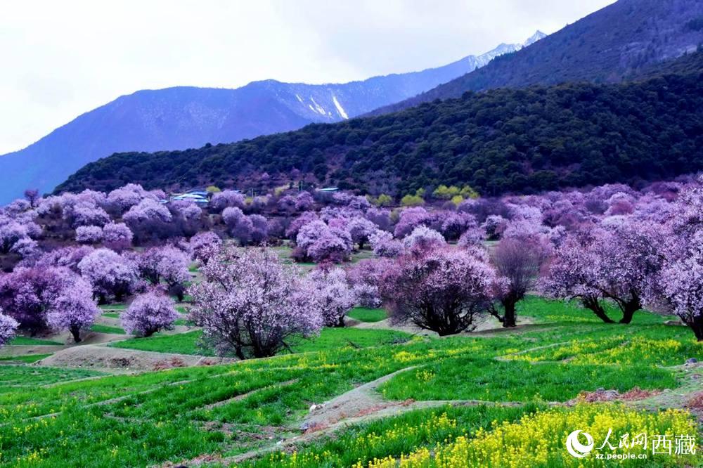 一樹樹野桃花開得正艷。人民網(wǎng) 李海霞攝