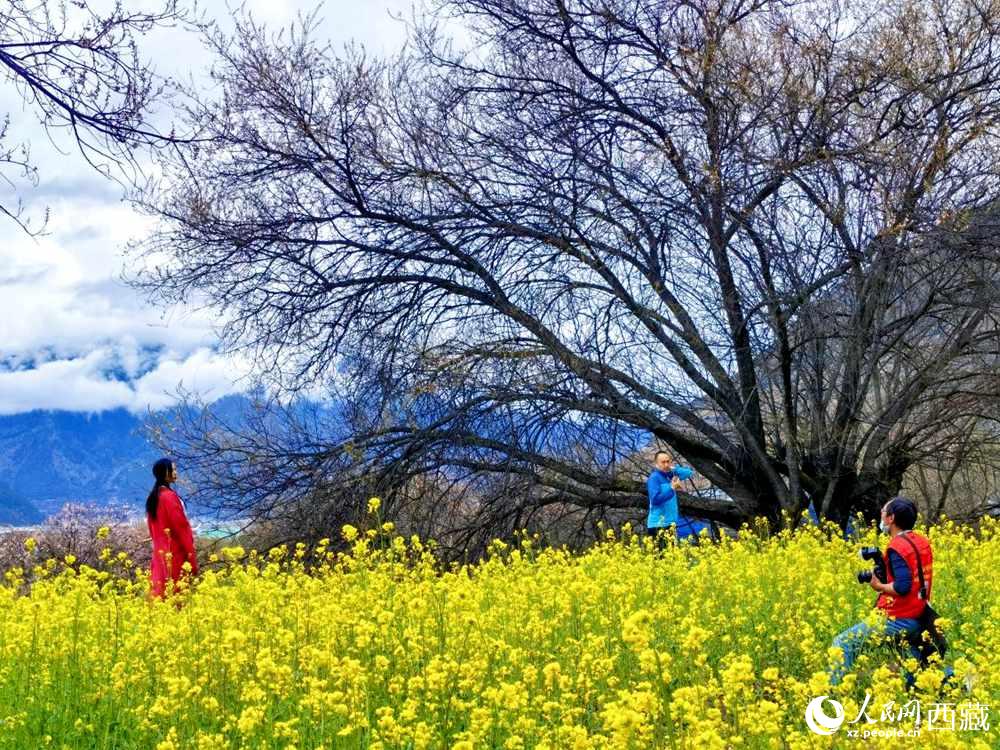 游客在桃花下拍照留念。人民網(wǎng) 李海霞攝