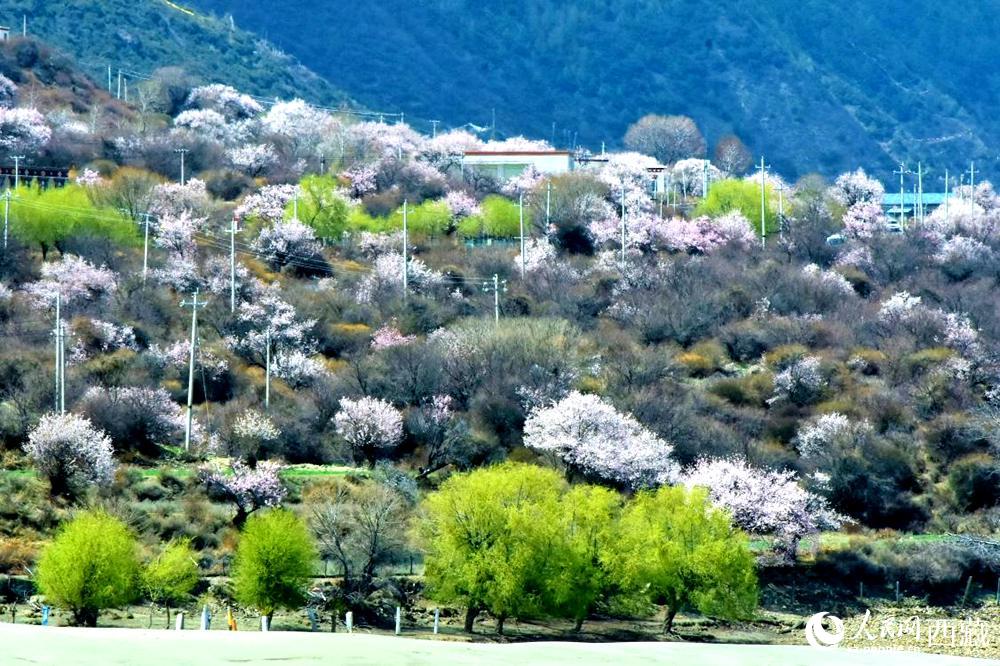村莊掩映在桃花林中。人民網(wǎng) 李海霞攝
