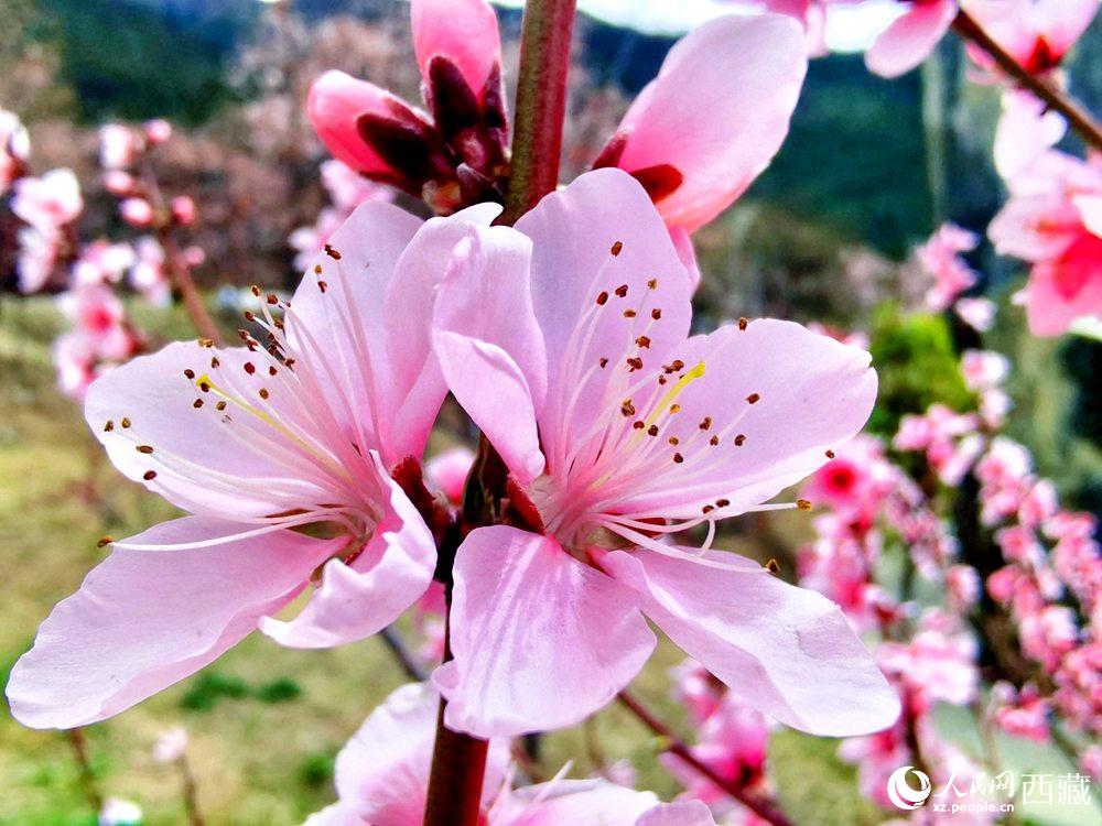 林芝桃花開。人民網(wǎng) 李海霞攝