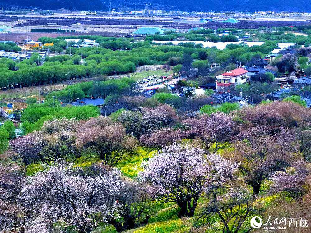 漫山開放的野桃花。人民網(wǎng) 李海霞攝
