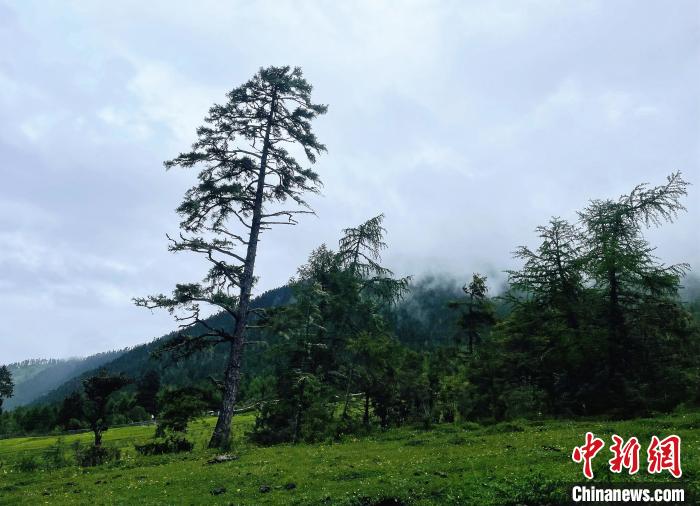6月10日，魯朗小鎮(zhèn)高山牧場景區(qū)風(fēng)光?！∪轿木?攝