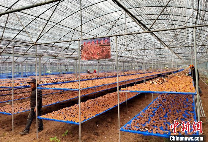 圖為紅太陽科技示范家庭農(nóng)場采收的靈芝?！∑酱胪喙﹫D