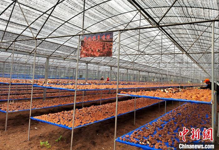 圖為紅太陽科技示范家庭農(nóng)場采收的靈芝?！∑酱胪喙﹫D