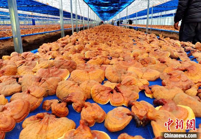 圖為紅太陽科技示范家庭農(nóng)場采收的靈芝?！∑酱胪喙﹫D