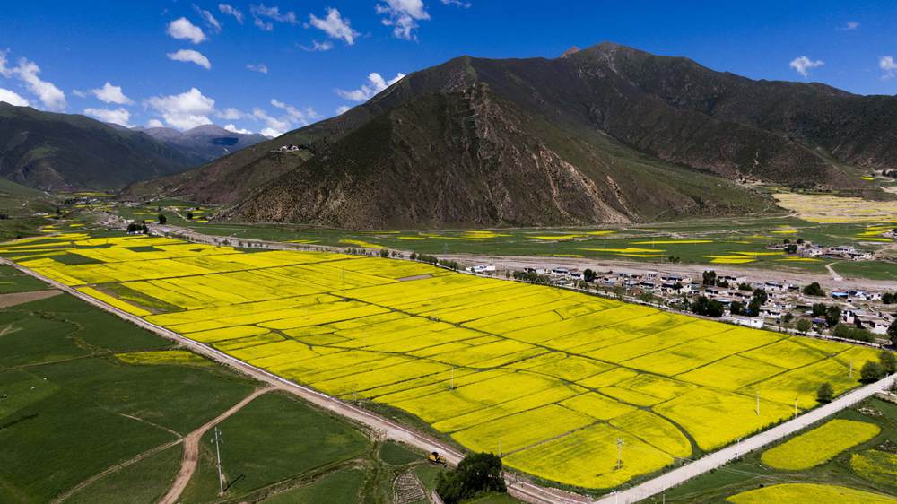 西藏墨竹工卡縣油菜農(nóng)田。
