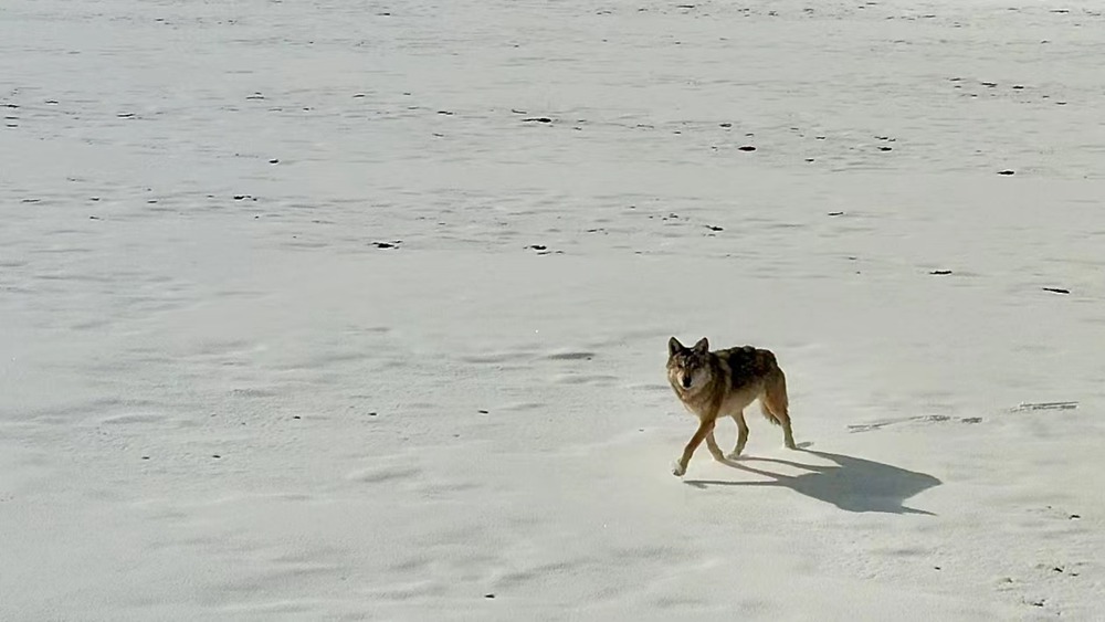 雪地里的阿里“狼”。