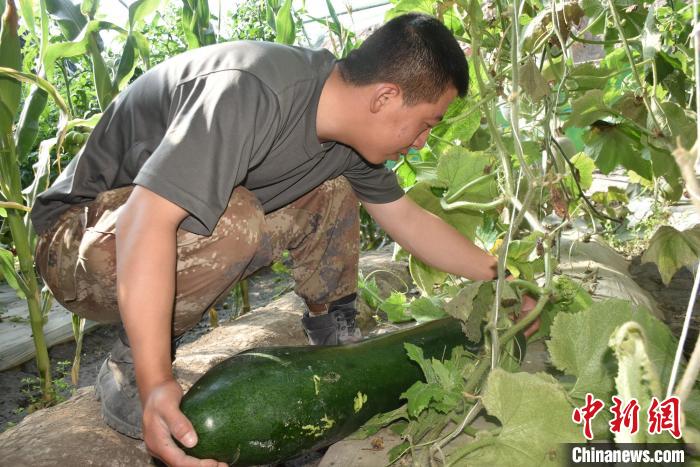 圖為阿里軍分區(qū)某邊防團(tuán)官兵在溫室摘菜?！￡悋[岳 攝