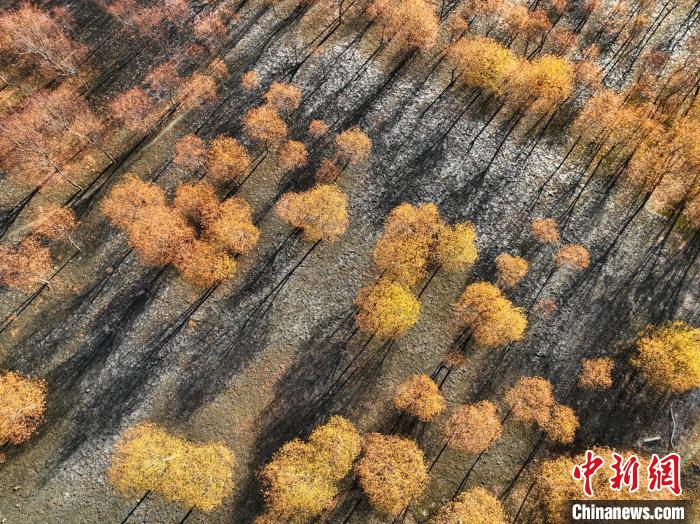 入冬時節(jié)，雅魯藏布江畔的樹林一片金黃?！《拘?攝