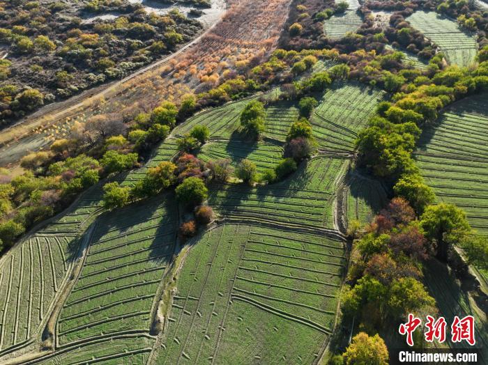 圖為11月8日，雅魯藏布江畔的高原梯田?！《拘?攝