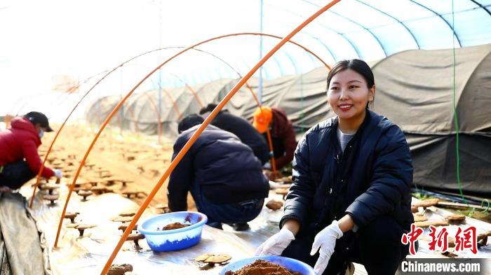 圖為農(nóng)民采收靈芝孢子粉?！∴嚢?攝