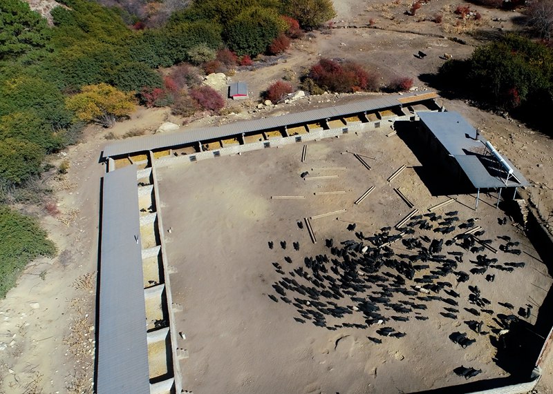 麥村藏香豬養(yǎng)殖基地。