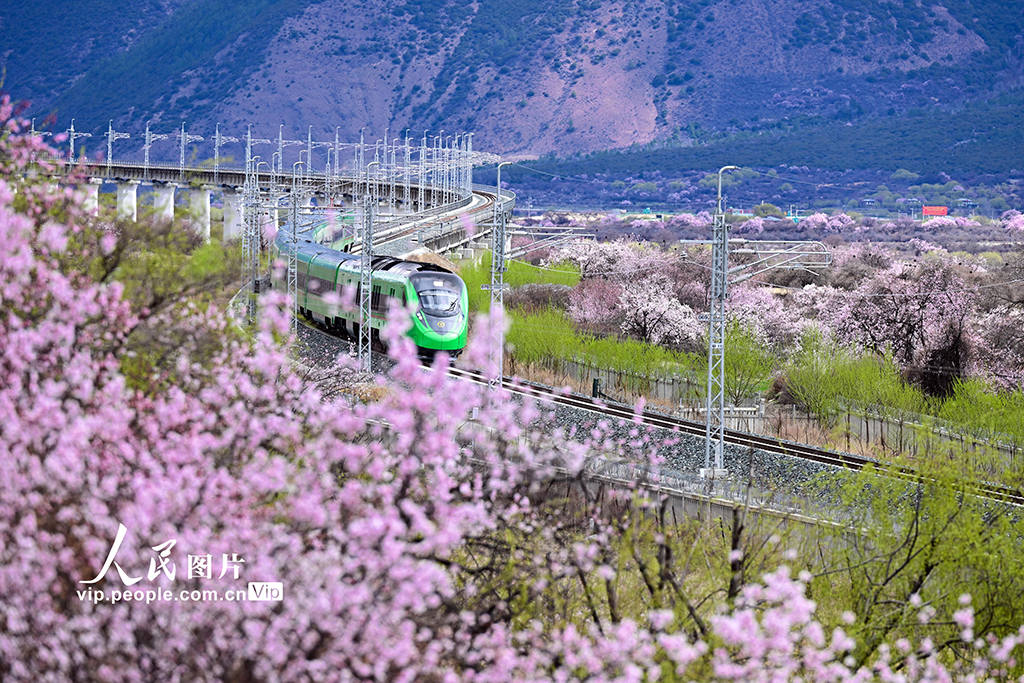 西藏林芝：雪域高原列車穿越花?！?】