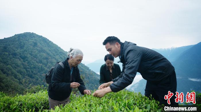 圖為銀發(fā)旅游體驗(yàn)團(tuán)兩位老人體驗(yàn)采茶?！∥鞑貙ｍ?xiàng)旅游協(xié)會供圖
