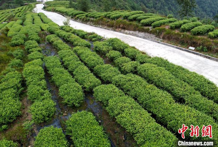 圖為西藏林芝市墨脫縣背崩鄉(xiāng)格林村山頂?shù)木坝^茶園。(無人機(jī)照片) 李林 攝