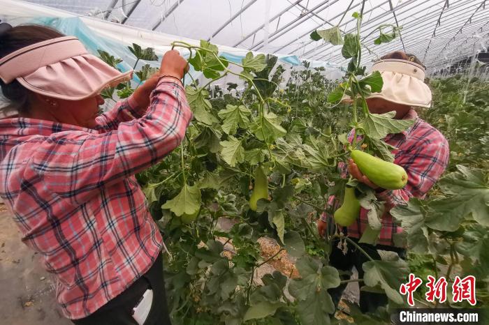 工作人員打理高原溫室大棚?！⒔ㄜ?攝