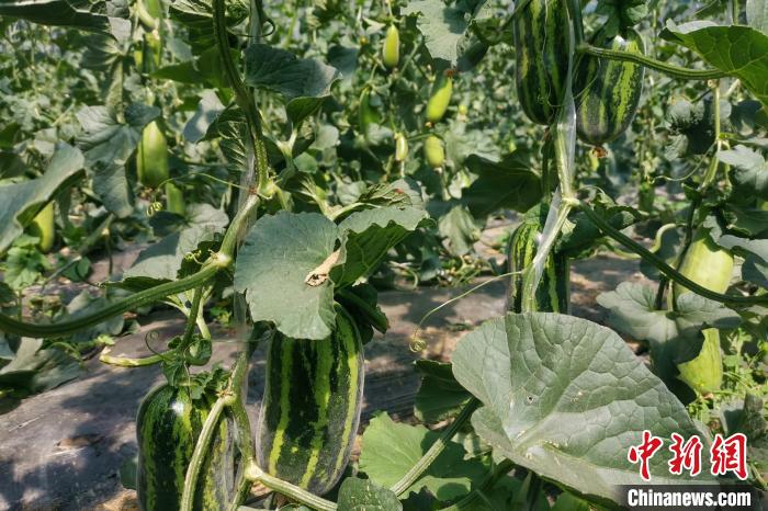 圖為西藏康馬縣大棚內(nèi)的博洋九號甜瓜?！⒔ㄜ?攝