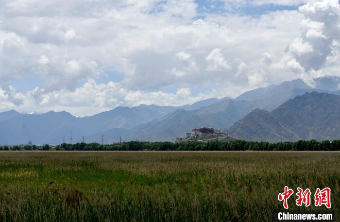 圖為6月22日，西藏拉薩拉魯濕地?！±盍?攝