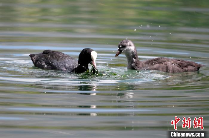 圖為6月22日，棲息在拉魯濕地內(nèi)的古頂雞?！±盍?攝