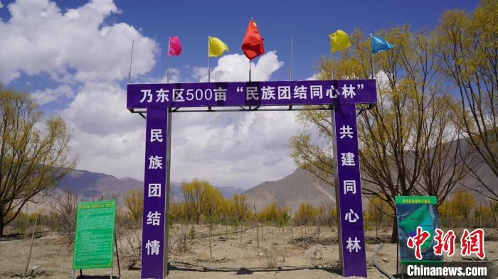 圖為“民族團結(jié)同心林”項目。　乃東融媒供圖
