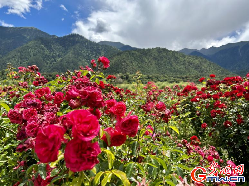 我們的家園丨工布花谷：高原花開香飄全國(guó)，產(chǎn)業(yè)經(jīng)濟(jì)增收致富