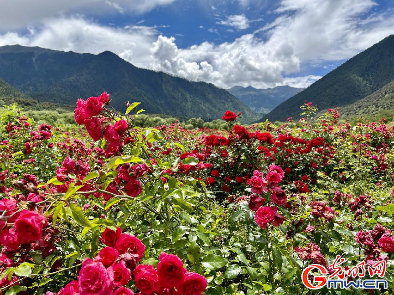 我們的家園丨【組圖】 綠水青山入畫，“金山銀山”筑起