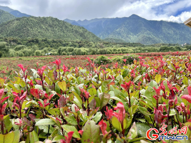 我們的家園丨【組圖】 綠水青山入畫，“金山銀山”筑起