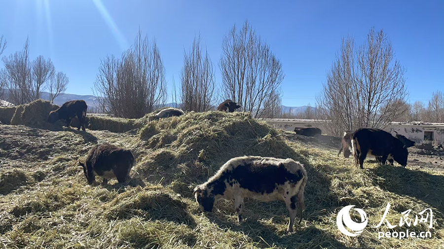 長所鄉(xiāng)森嘎村村民的牲畜在食用新鮮飼草。人民網(wǎng)記者 郝潔攝