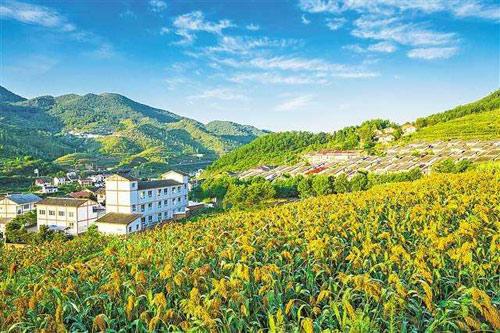 【理上網來o輝煌十九大】鄉(xiāng)村振興戰(zhàn)略：更綜合、全面、系統(tǒng)的發(fā)展戰(zhàn)略