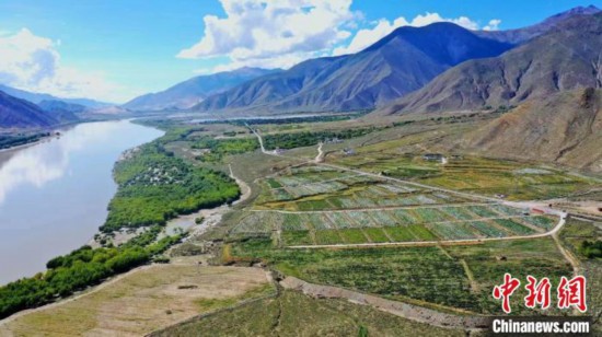 圖為桑日縣葡萄種植基地?！∩侥仙Ｈ湛h委宣傳部提供